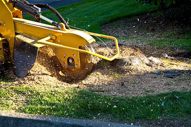 Seasonal Cleanup (Spring/Fall) in Cherryville, NC